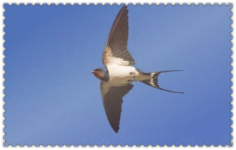 5ab352bfd9c1c.jpg