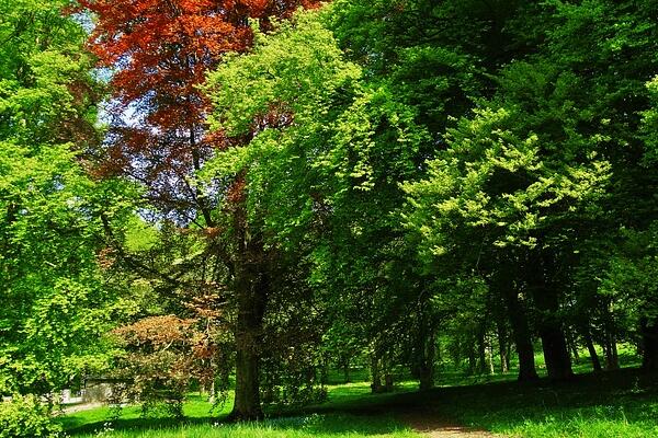 什么叫做公益林 5ab85408517e0.jpg