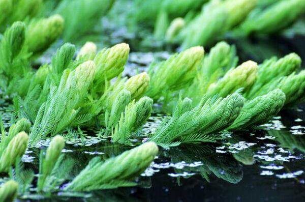 水生植物金鱼藻是有害植物吗?如何固定在鱼缸?什么时候种?怎么种植?