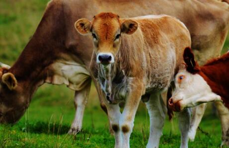 上海某年咖啡_某县2018年农民人均(2)