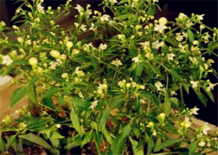 5ab88b314c102.jpg