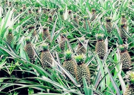 菠萝种植多久结果?一年结几次果?什么时候种植和采收最好?