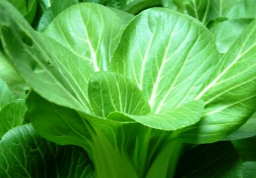 什么时候种植油菜能高产 5acf2559a90b5.jpg