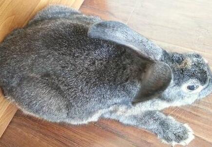 一般兔子体重多少 5ad44d9d516f6.jpg