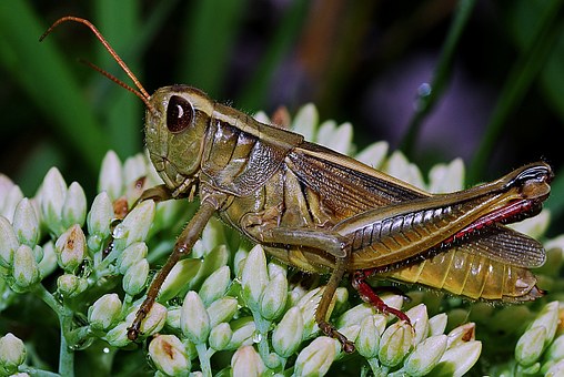 直翅目动物蝗虫吃什么长大是害虫还是益虫天敌是谁