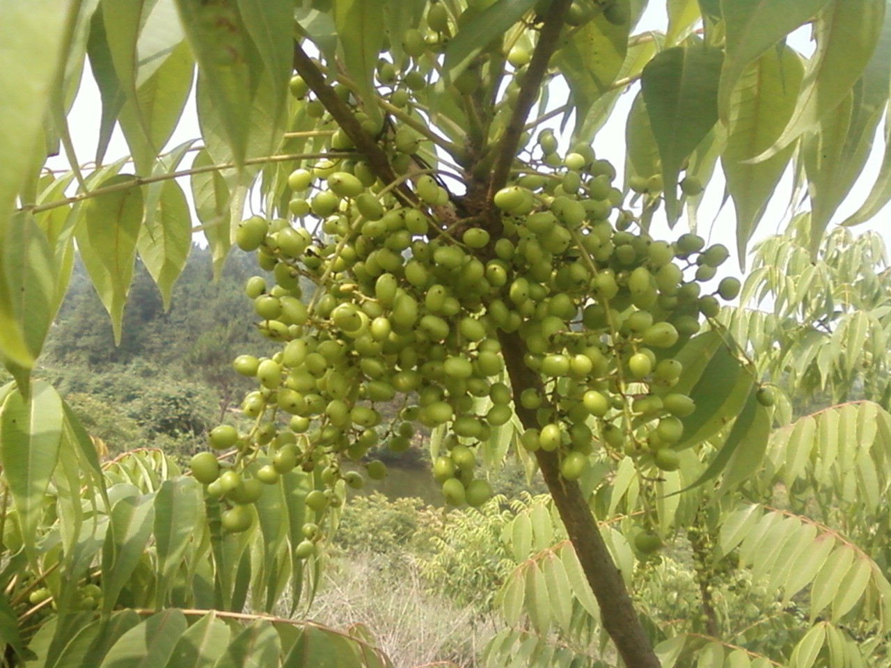 野漆树种植项目