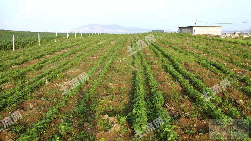 20余亩樱桃园种植土地诚心转让,地角好,已成规