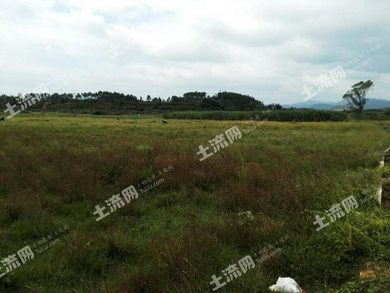 广东河源东源县顺天镇890亩水田合作-河源-东