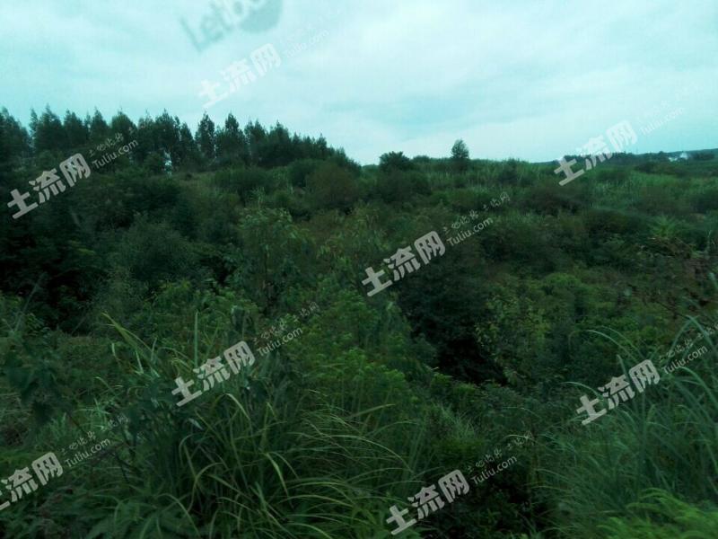 广东河源东源县顺天镇4300亩甘蔗地合作-河源