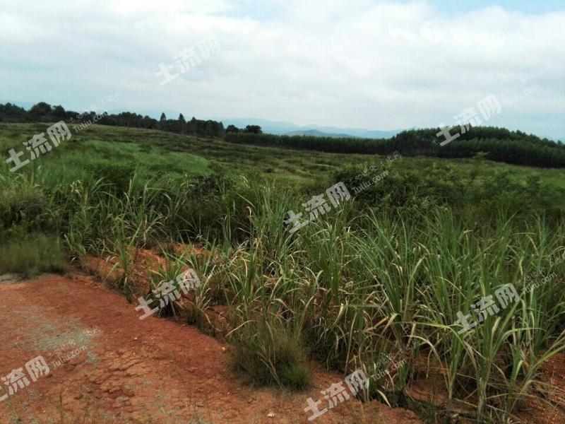 广东河源东源县顺天镇1320亩旱地合作-河源-东