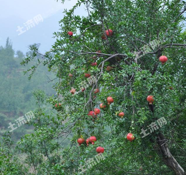 石家庄元氏县石榴山庄(南子沟)万亩百年山地石