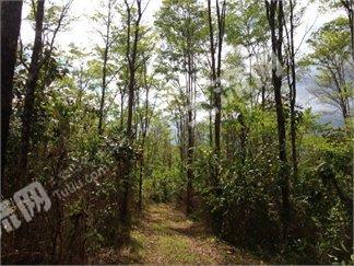 哥斯达黎加 地理位置优越的农场 PROP-16513