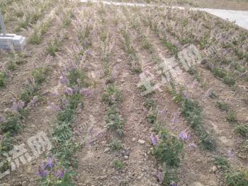 新密市曲梁乡高洼村(郑州曲梁服装工业园区附