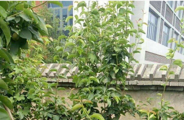 许昌市推动非户籍人口在城市落户实施方案许政