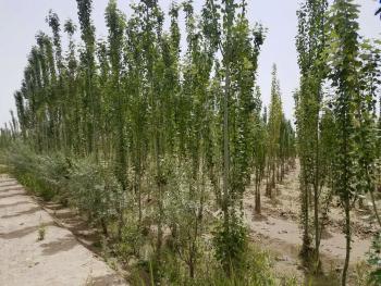 新疆2016年耕地保护与质量提升项目实施方案