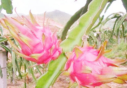 火龙果树长什么样?栽下火龙果树后几年能结果