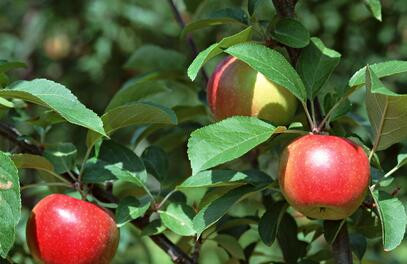 苹果树大概能活多少年?苹果树几年才能结果?
