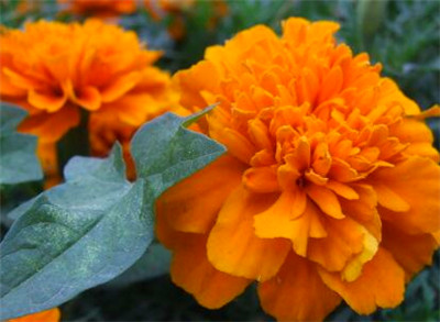 康乃馨怎么种?康乃馨种植办法详解