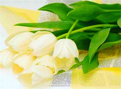 康乃馨怎么种?康乃馨种植办法详解