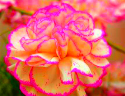 康乃馨怎么种?康乃馨种植办法详解