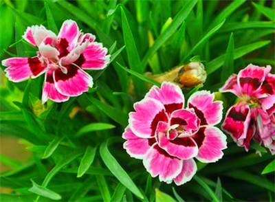 康乃馨怎么种?康乃馨种植办法详解