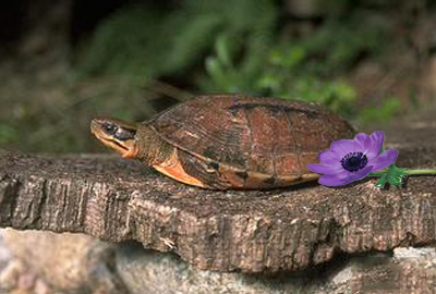 观赏小金钱龟平时喜欢吃什么食物?