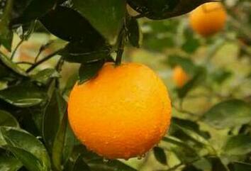 橙子树长什么样?种植几年能开花结果?