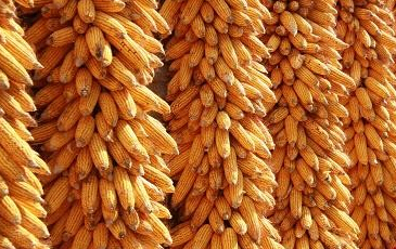 2016年农业部最新三农政策及优惠措施(全52项