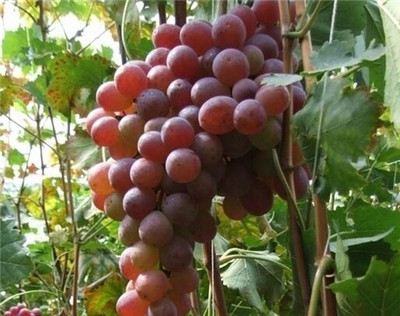 河南农村地区适合种植什么水果树和中药材?