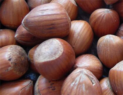 河南农村地区适合种植什么水果树和中药材?