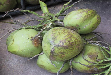 海南地区适合种植椰子、芒果、山竹、红毛丹、