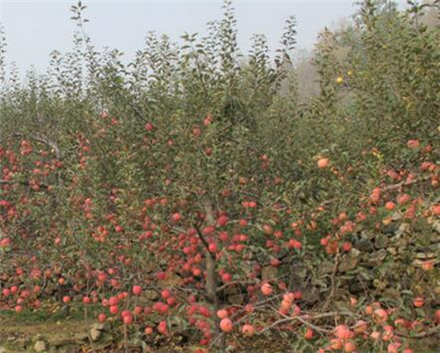 河北农村地区适合种植什么水果树和中药材?