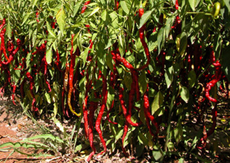 宁夏自治区农业贷款风险补偿基金管理相关政策