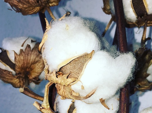 2018棉花补贴政策出台了吗?每亩补贴多少钱?