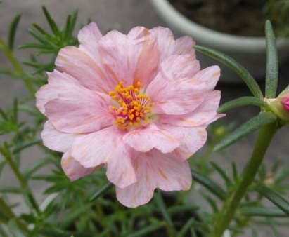 太阳花种子几月播种?怎么催芽?几月开花?