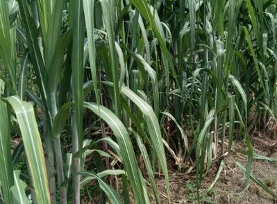 我国甘蔗需肥特点以及优产施肥技术、时间