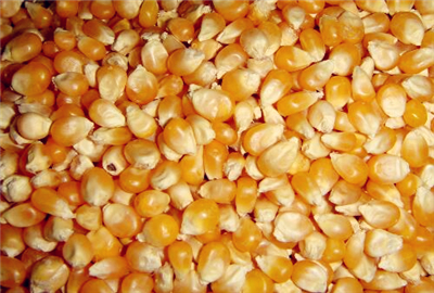 2017年玉米的保底价格:每亩补贴多少?
