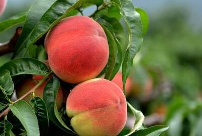 2017年阳山水蜜桃多少钱一斤?有哪些作用和功