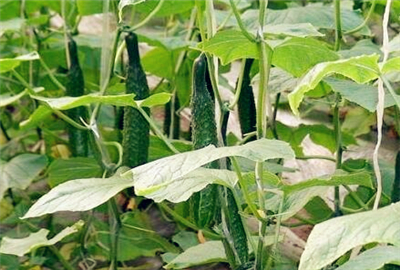 露地黄瓜什么时间种植?附种植栽培管理技术