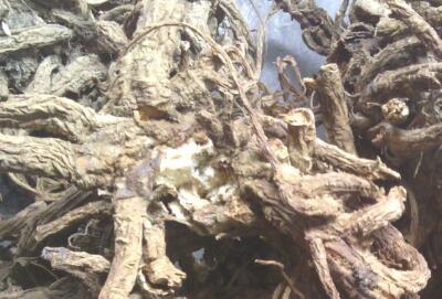 2017-2018年种植什么药材最赚钱?这四大药材