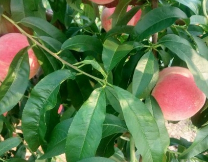 水蜜桃一般几月成熟?什么时候上市?多少钱一