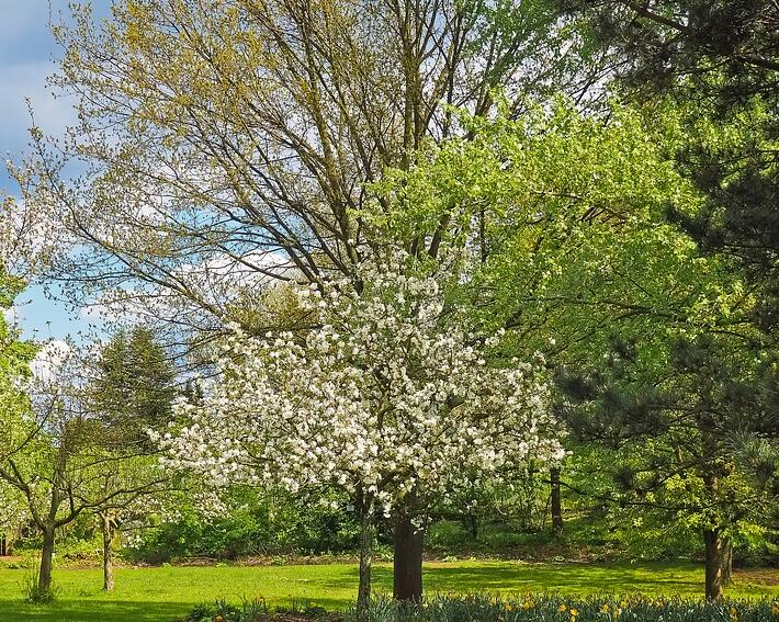 集体林权纠纷中的法律与政策适用(案例分析)