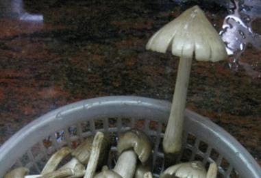 2017年广州增城荔枝菌的价格多少钱一斤?它的