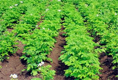 马铃薯(土豆)如何施肥?什么时候追肥最好?