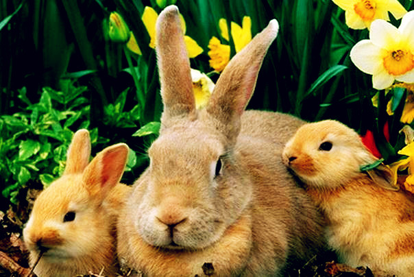 兔子吃什么草会死?母兔吃什么好下奶?幼兔子