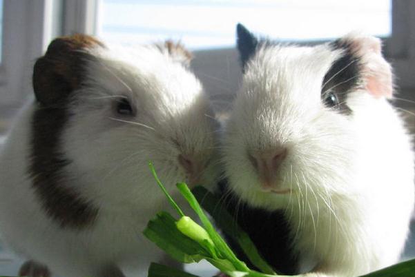 荷兰猪的价格是多少钱一只?怎么饲养?最爱吃