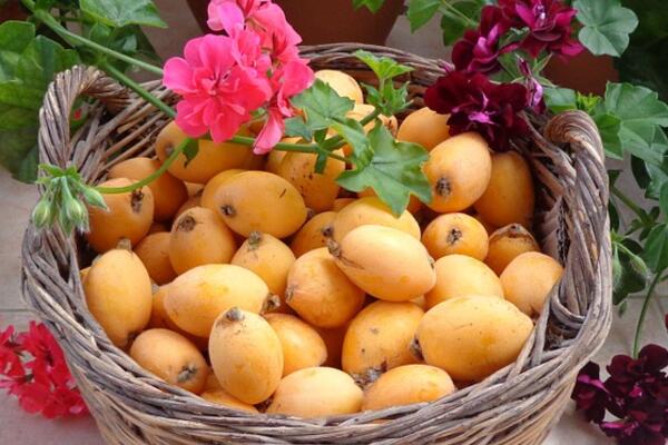 枇杷种子多少钱一斤?种下的几年能结果?怎么