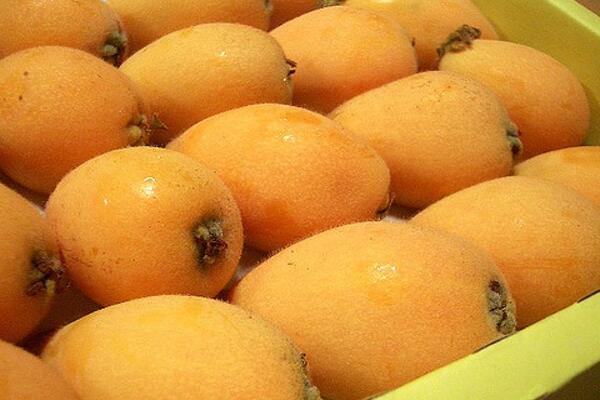 枇杷种子多少钱一斤?种下的几年能结果?怎么