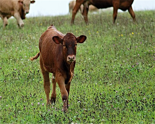 在农村养一头牛大概能赚多少钱?一个人能养多
