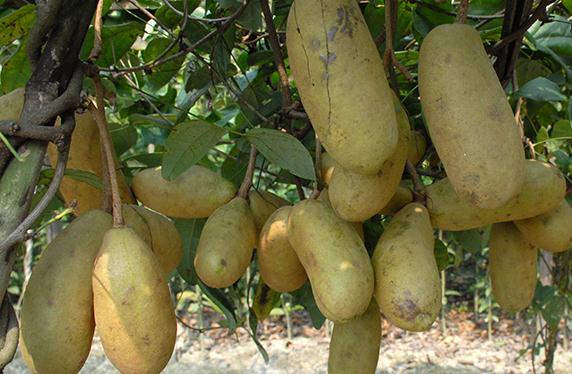 八月炸果多少钱一斤?怎么吃?市场前景如何?